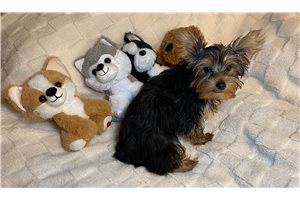 Conner - Yorkshire Terrier - Yorkie for sale
