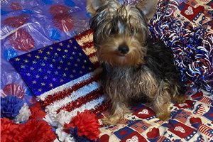 Conner - Yorkshire Terrier - Yorkie for sale