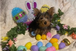 Beto - Yorkshire Terrier - Yorkie for sale