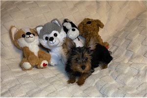 Cleo - Yorkshire Terrier - Yorkie for sale