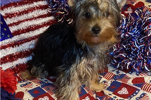 Conner - Yorkshire Terrier - Yorkie for sale