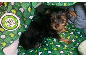 Cleo - puppy for sale