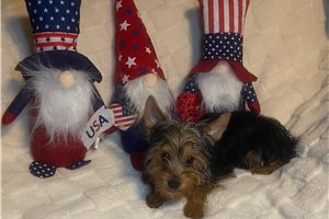 Cleo - Yorkshire Terrier - Yorkie for sale