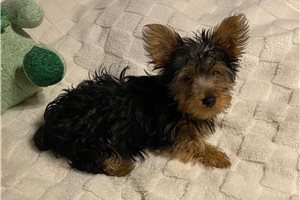 Beto - Yorkshire Terrier - Yorkie for sale