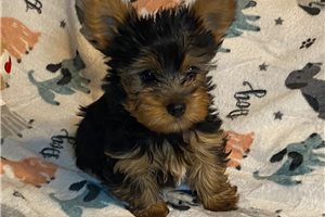 Blanche - puppy for sale