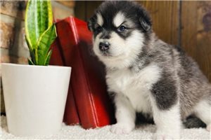 Angelica - Alaskan Malamute for sale
