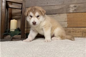 Bingo - Alaskan Malamute for sale