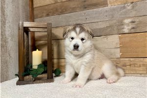 Kinsley - Alaskan Malamute for sale