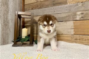 Blaze - Alaskan Malamute for sale