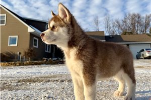 Blaze - puppy for sale