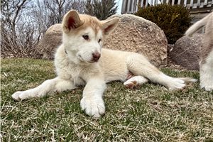 Bingo - Alaskan Malamute for sale