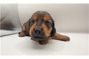 Odin - Dachshund, Mini for sale