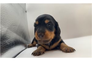 Otto - puppy for sale