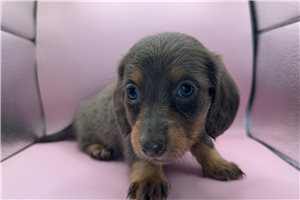 Mateo - Dachshund, Mini for sale