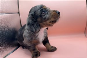 Maverick - Dachshund, Mini for sale