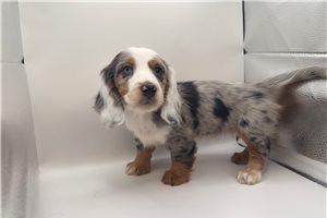 Nyla - Dachshund, Mini for sale
