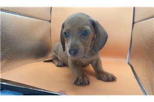 Michael - Dachshund, Mini for sale