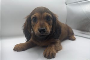 Odin - Mini Dachshund for sale