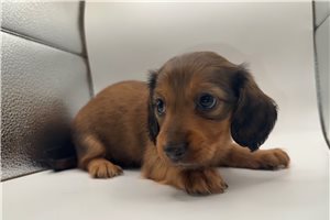 Ophelia - Mini Dachshund for sale