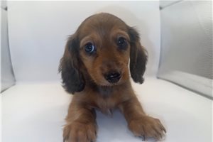 Ophelia - Mini Dachshund for sale