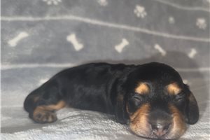 Natalie - puppy for sale