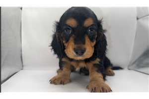 Nigel - Dachshund, Mini for sale