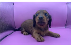 Ophelia - Dachshund, Mini for sale