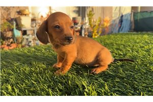 Mila - Dachshund, Mini for sale