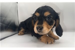 Natalie - Dachshund, Mini for sale
