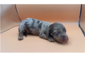 Nikita - Dachshund, Mini for sale