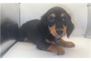 Otto - Mini Dachshund for sale