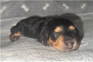 Nigel - Dachshund, Mini for sale