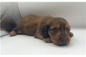 Ophelia - Dachshund, Mini for sale