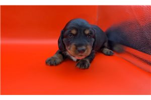 Natasha - Dachshund, Mini for sale