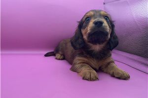Odin - Dachshund, Mini for sale