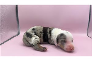 Noelle - Dachshund, Mini for sale