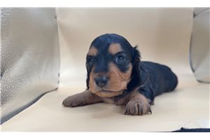 Nigel - Dachshund, Mini for sale