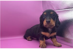 Otto - Dachshund, Mini for sale