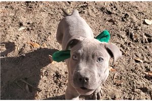Olivia - American Bully for sale