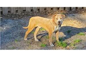 Phineas - American Bully for sale