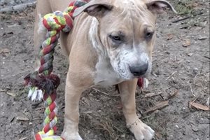 Pandora - puppy for sale