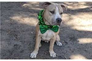 Phineas - American Bully for sale