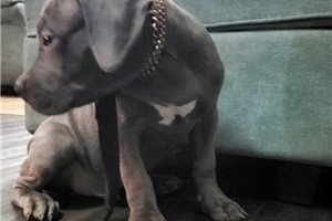 Pacey - puppy for sale