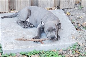 Olivia - American Bully for sale