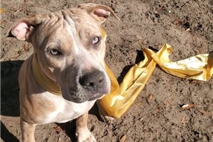 Phoenix - Mixed/Other for sale