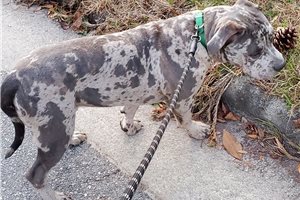 Pika - puppy for sale