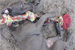 Kinsley - puppy for sale