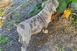 Pierre - puppy for sale