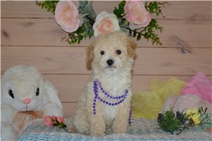 Truman - Bich-Poo - Bichpoo for sale