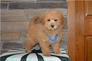 Sandy - Bich-Poo - Bichpoo for sale